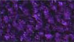 carpet runner purple